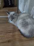 Отдам кошку в хорошие руки
