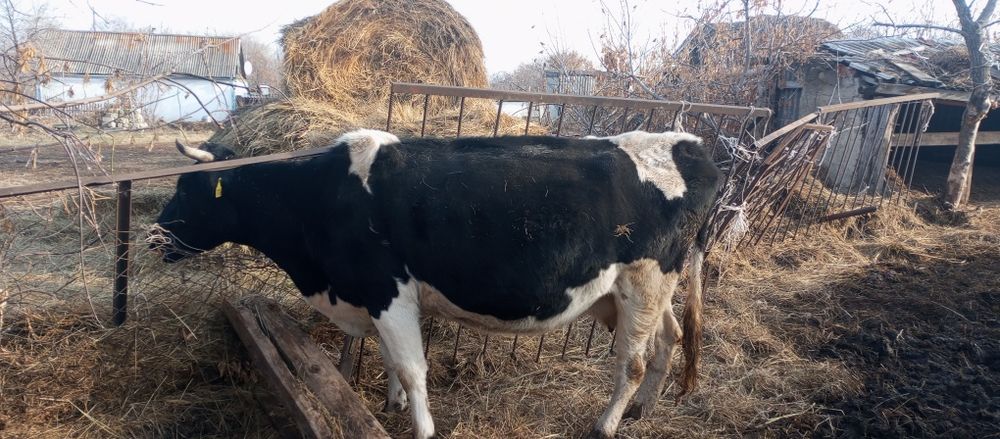 Продам коров хорошей породы