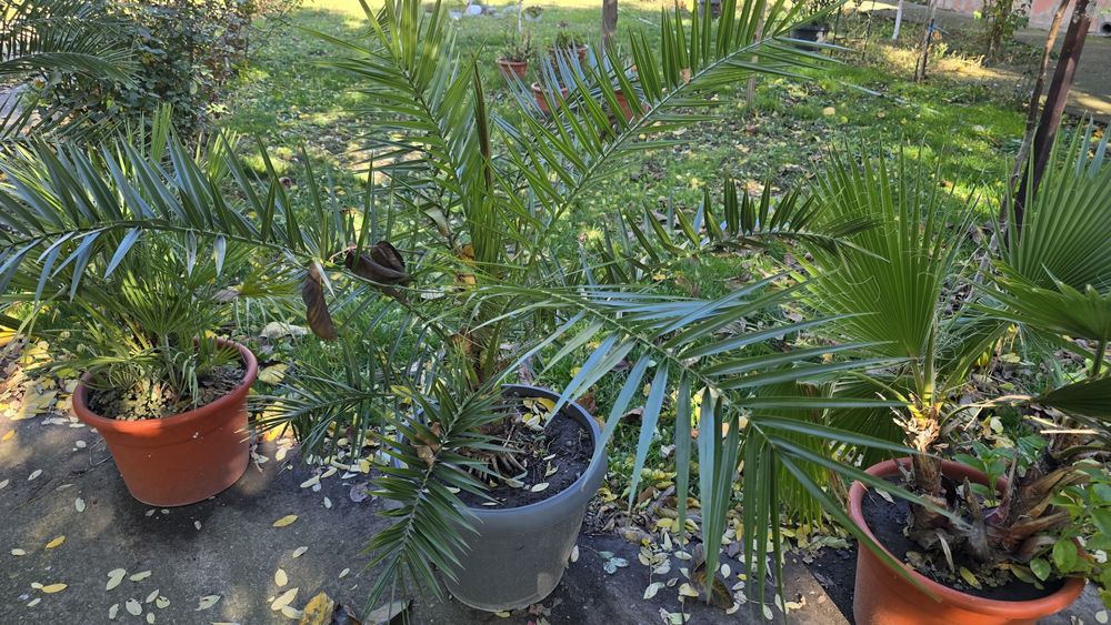 Palmieri diferite marimi