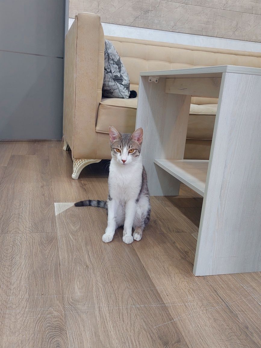 Котёнок мальчик кастрированный