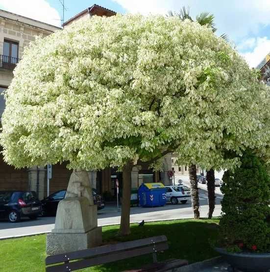 Artar rosu acer rubrum October glory   acer negundo Flamingo aurea