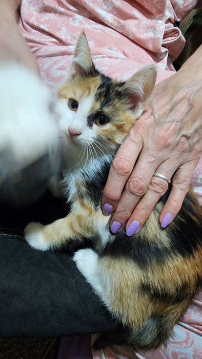 Отдадим котят бесплатно