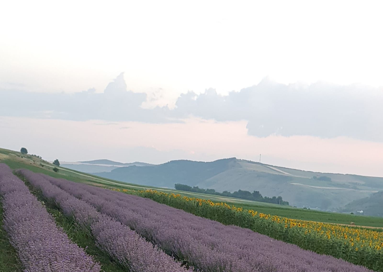 Vand ulei + apa de lavanda 100% pur