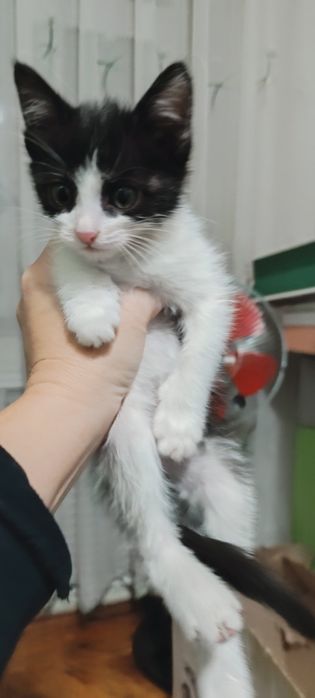 Котята в добрые руки.