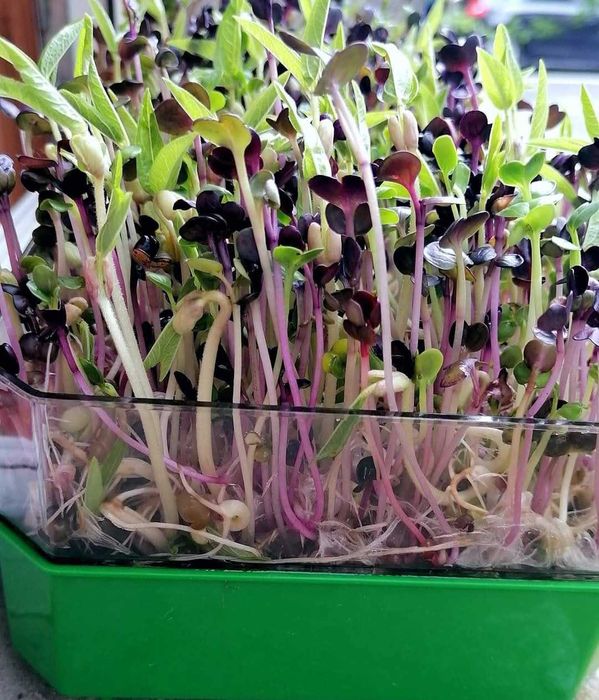 Vas de germinat seminte pentru vlastari si microplante pe 2 nivele