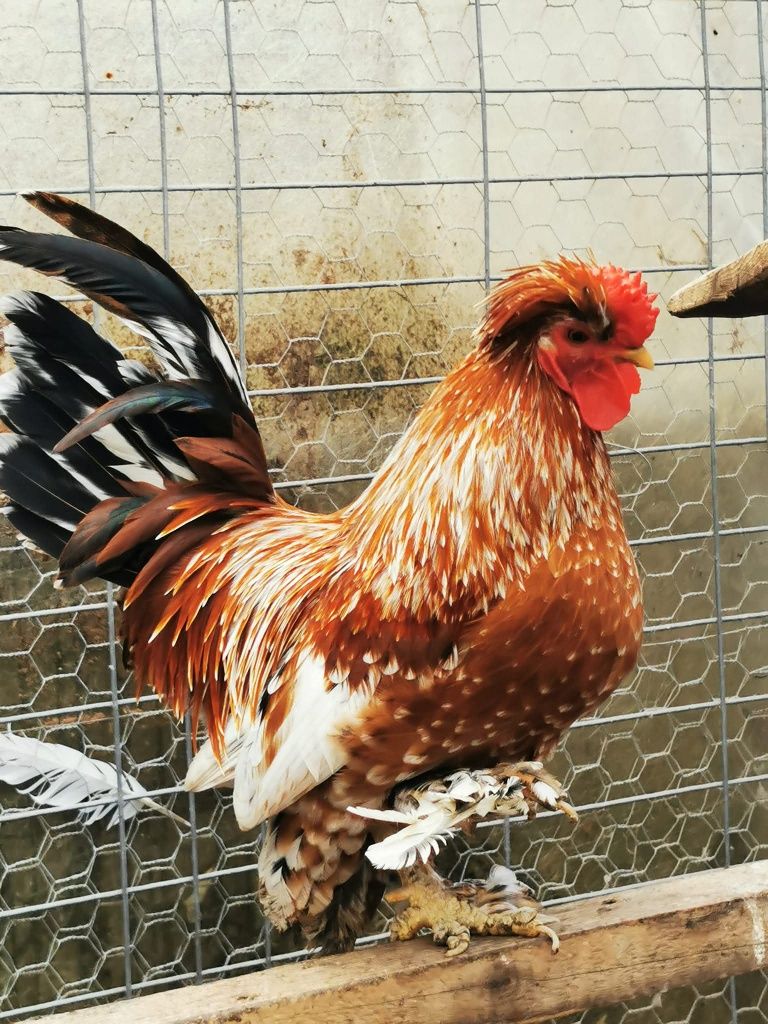 Ouă moțate bărboase încălțate pitice