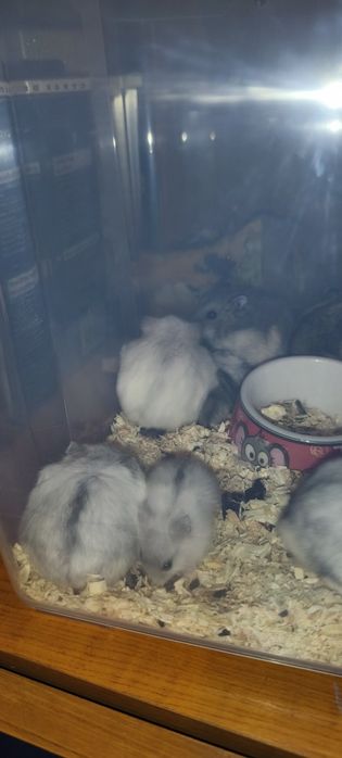 Donez hamsterii pitici