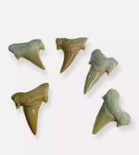 Зъби от праисторическа Акула,фосили Мексико