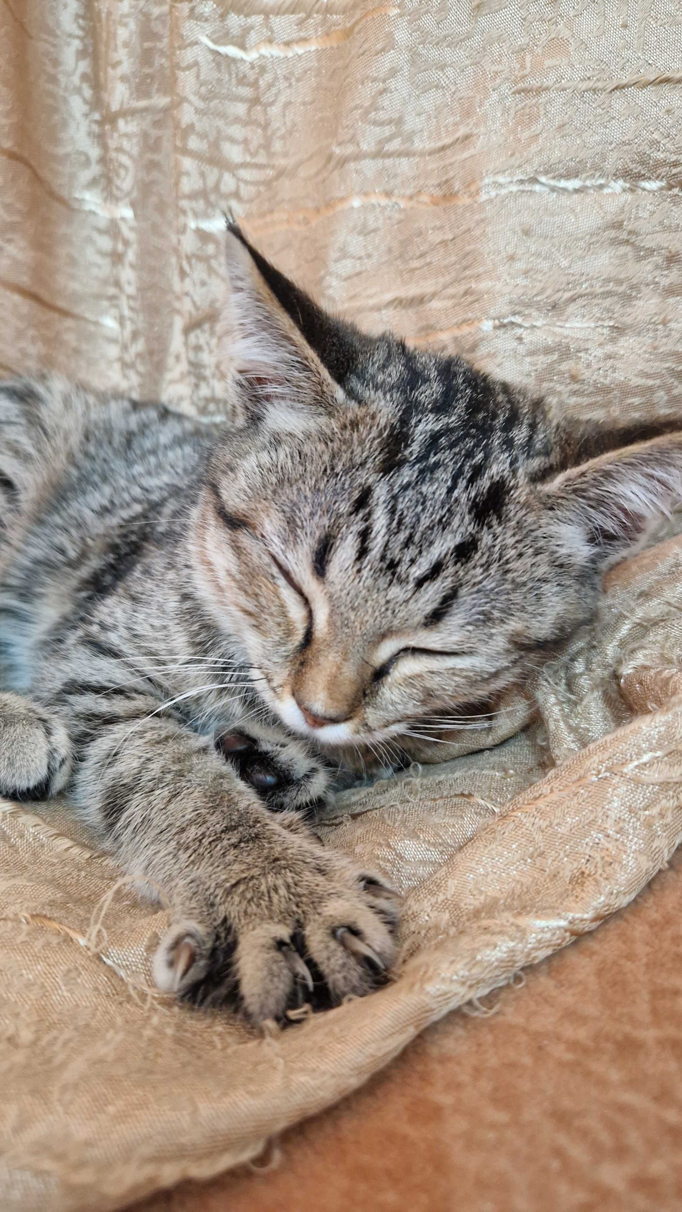 Котёнок-девочка Тося ищет дом и надёжных хозяев