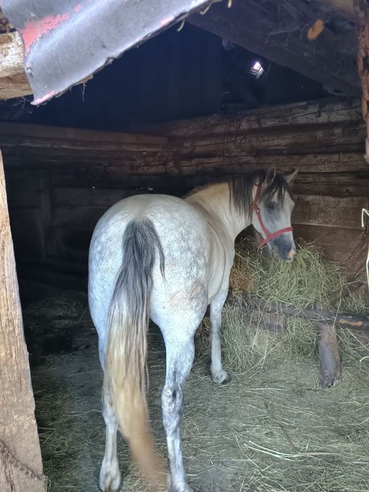 La schimb cu cal sau tractor unde e cazul dau diferența