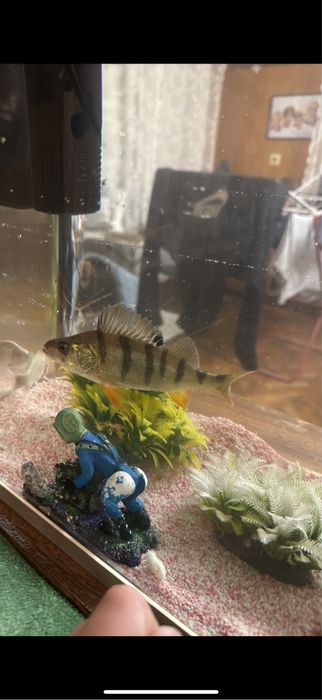 Продавам костури в перфектни условия