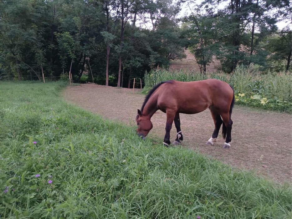 Manza 2 ani , bine ingrijita