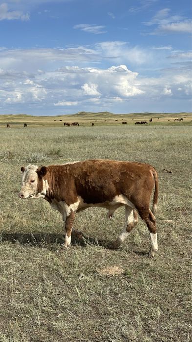 Подсос бұзаулар бычки