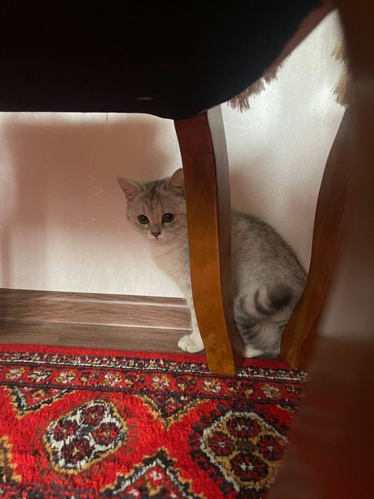 Mushuk zotli Shotlandskiy strayt