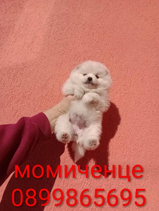 Бели  Померани . Реални снимки !