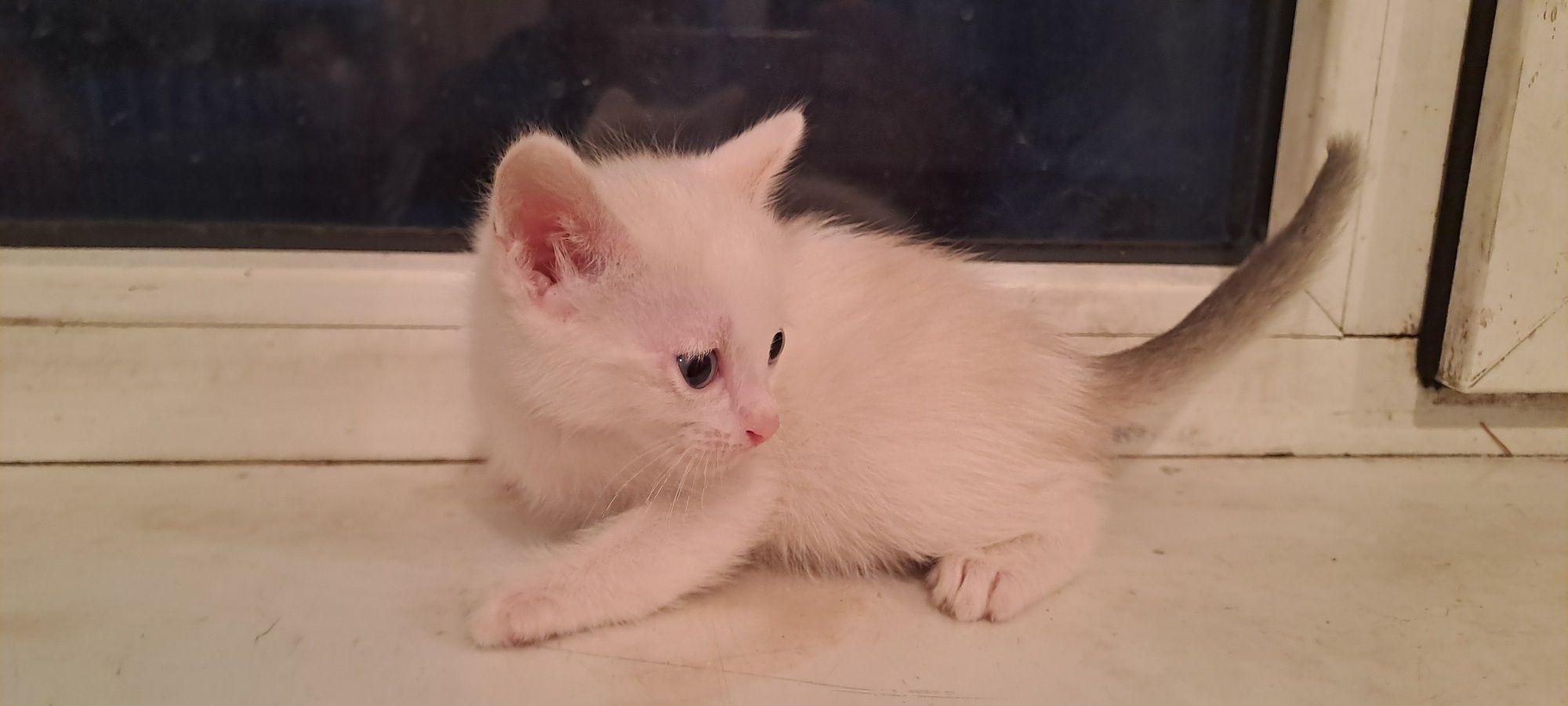 Отдам котят 3 недели