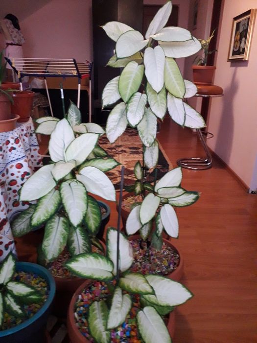 Plante dieffenbachia