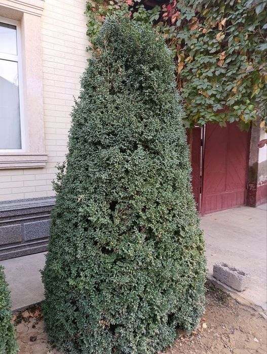 30 yillik shamshodlar sotiladi !!!