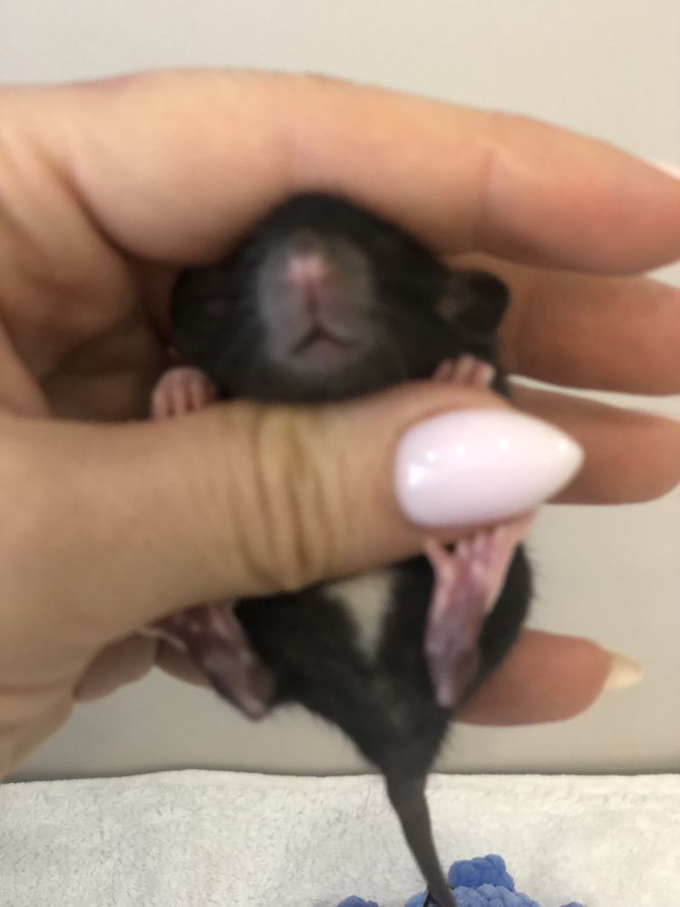 Крысята породы “Dambo”
