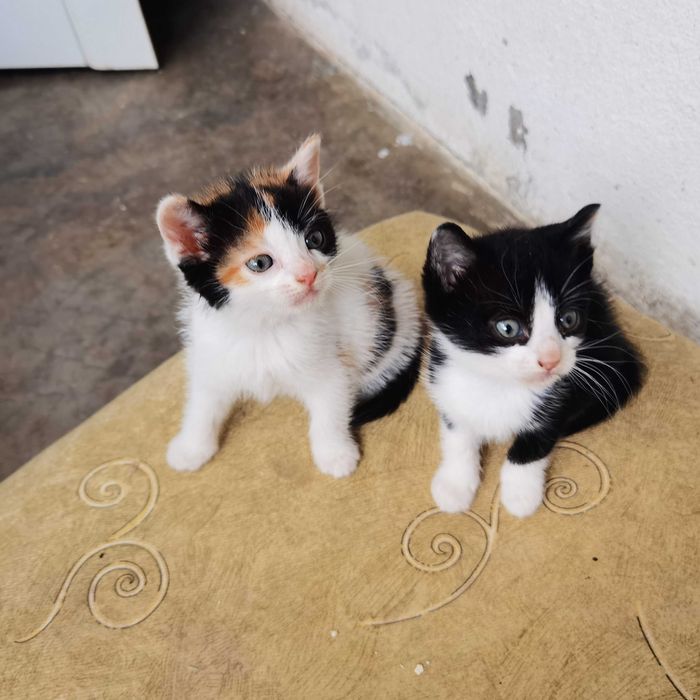 Малки сладки котенца
