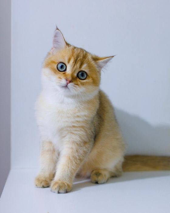 Британские золотые котята. Золотые Шиншиллы котята