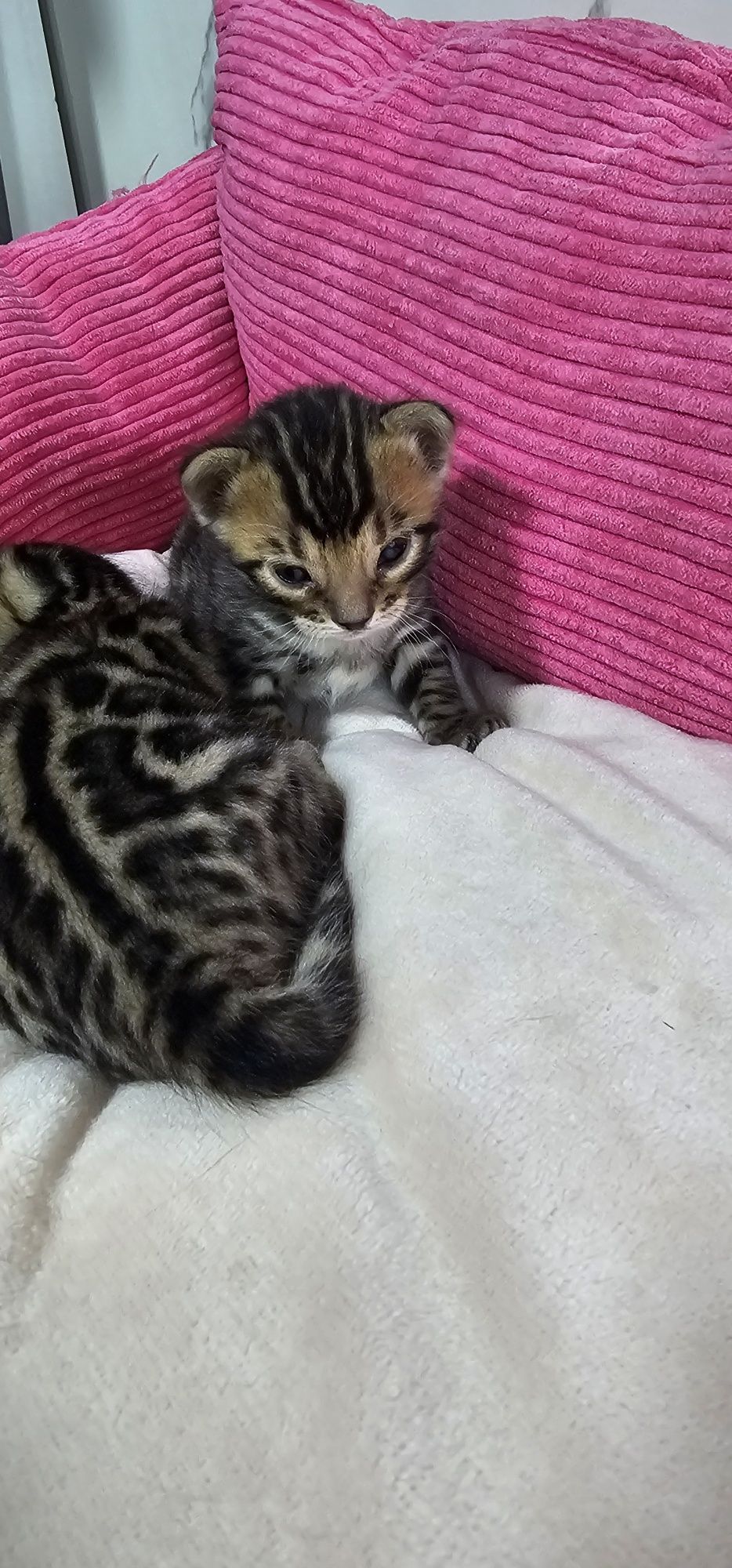 Бенгальские котята