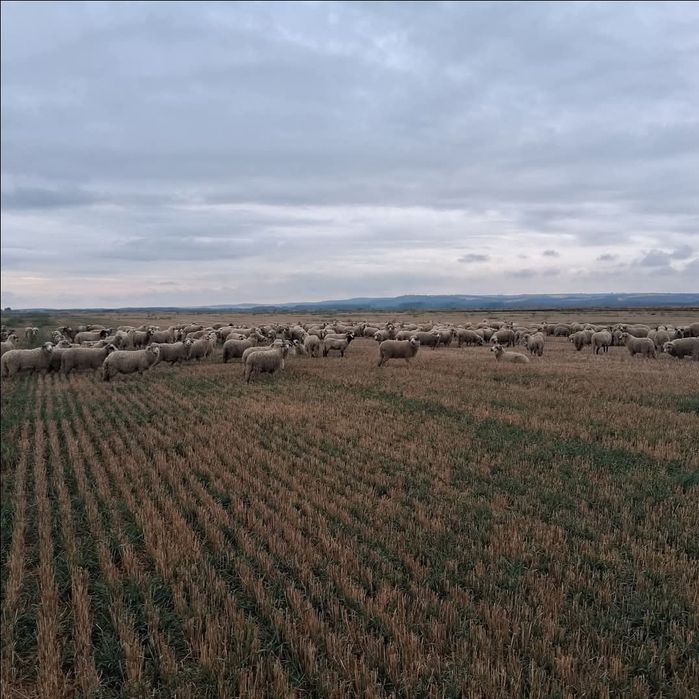 Vând oi in comuna pietrosani jud Teleorman