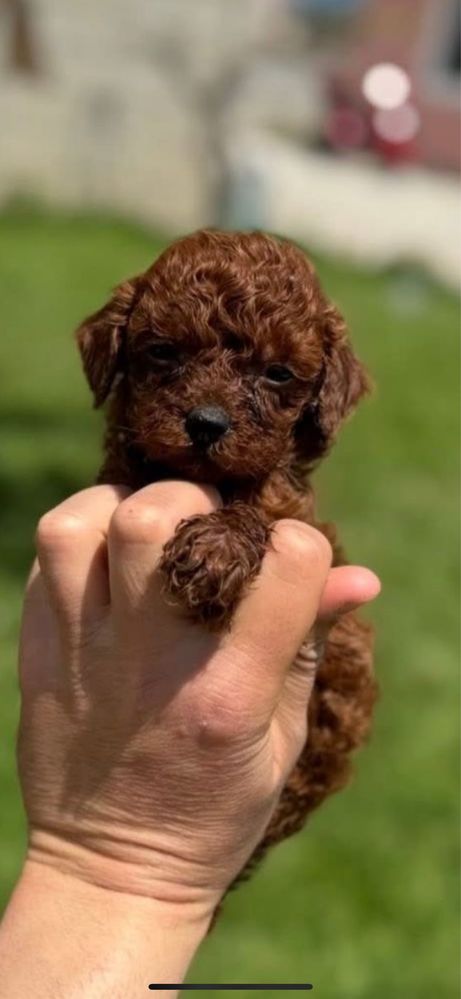 Пудел той /Poodle Toy Red