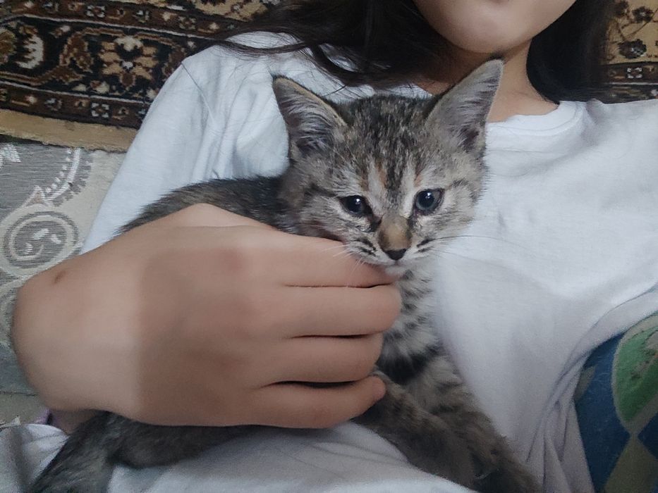 Кошечка мурчащее счастье 1,5 мес