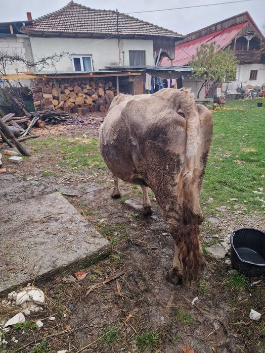 Vaca si taurasi de vânzare