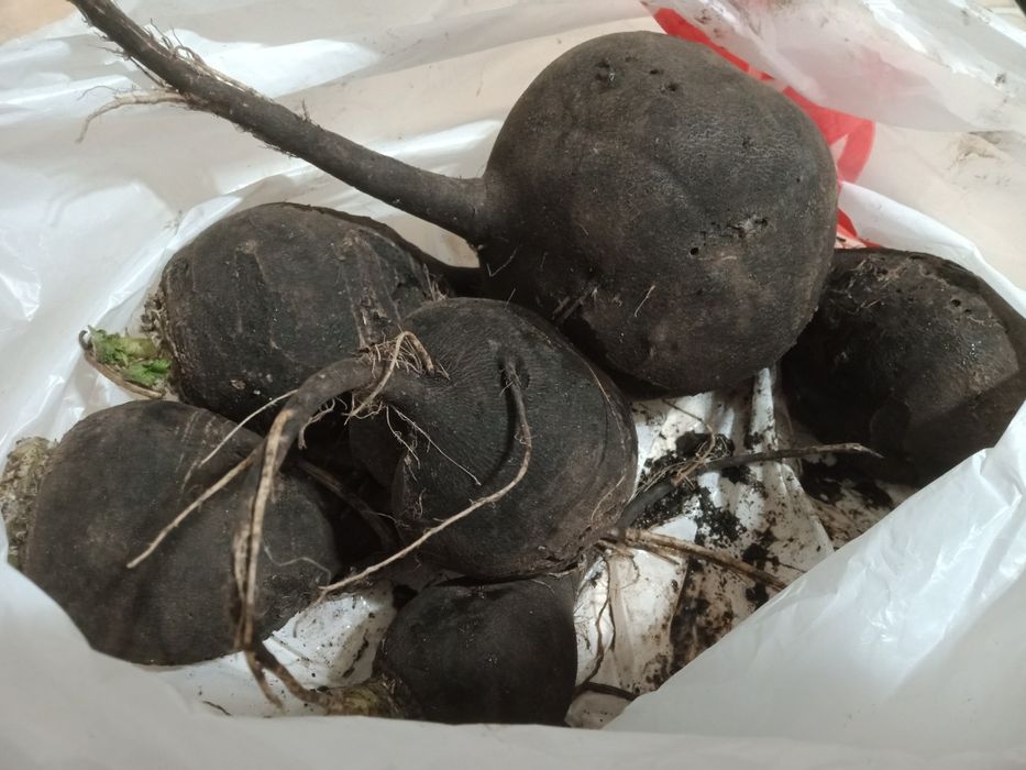 Продам черную  редьку