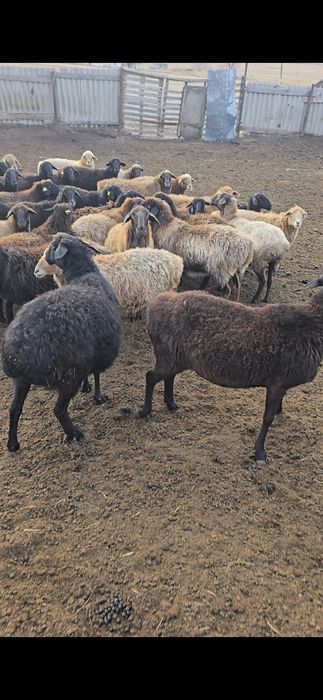 Продам баранов восемьдесять голов