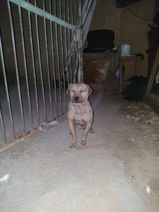 Stafr kuchuk sotiladi