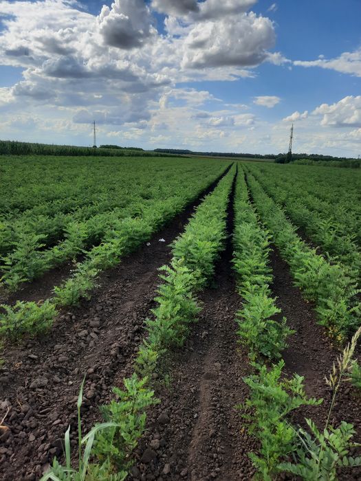 Puieti de vanzare anul 1 - pret 0,60 bani