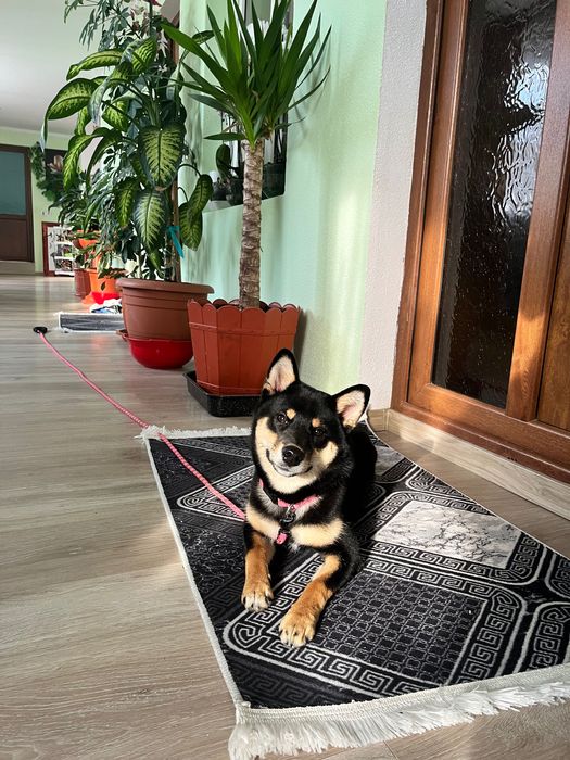 Cazare hotel caini petsitter pt catelul tău oricand & craciun/revelion