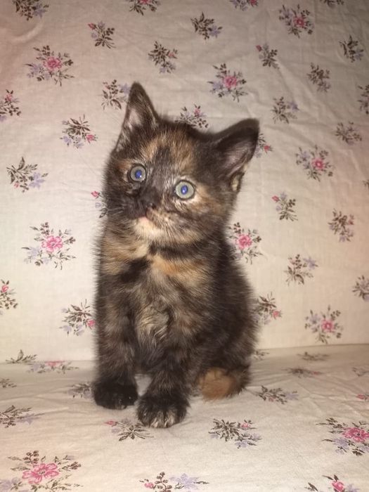 Ширингина мушукчалар сотилади.