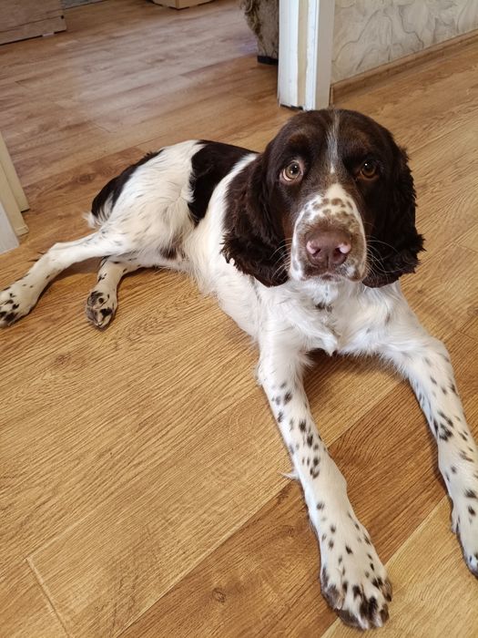 Вязка кобеля английский спрингер спаниель