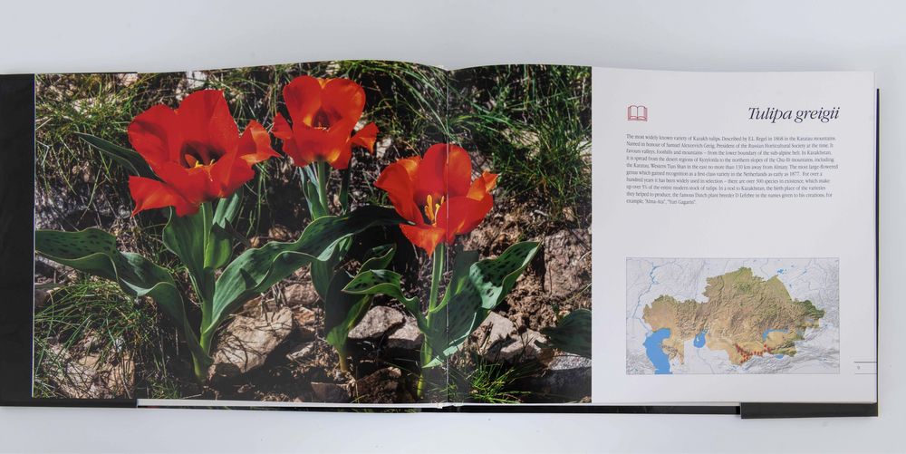 Фотокнига Birthplace of Tulips 207 страниц, твердая обложка