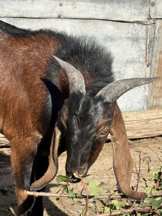 Tap metis de anglonubian