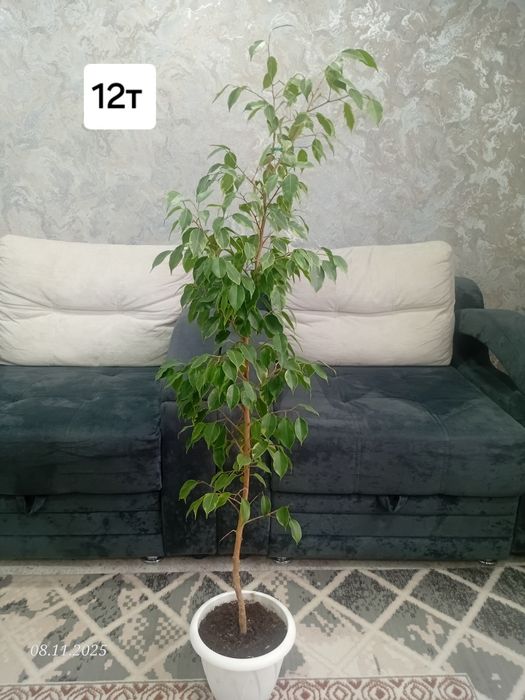 Комнатные растения