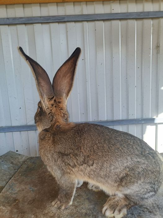 Vând iepuri uriaș german