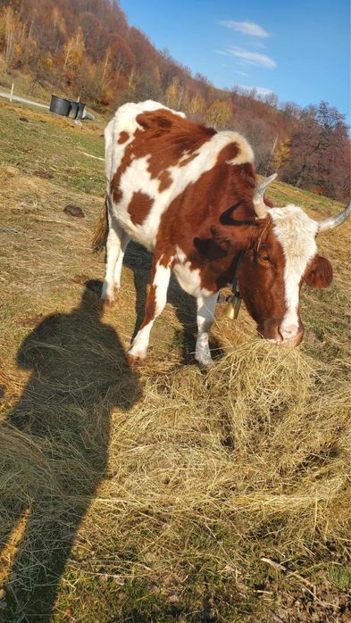 Vand vaca red holstein de 5 ani