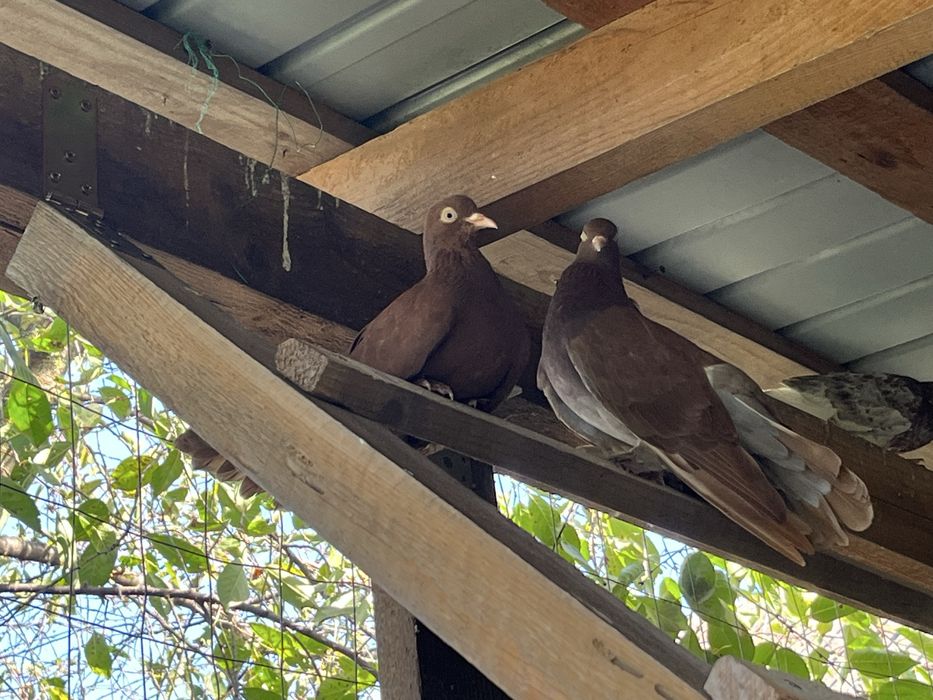 Porumbei iepuri rate pitice