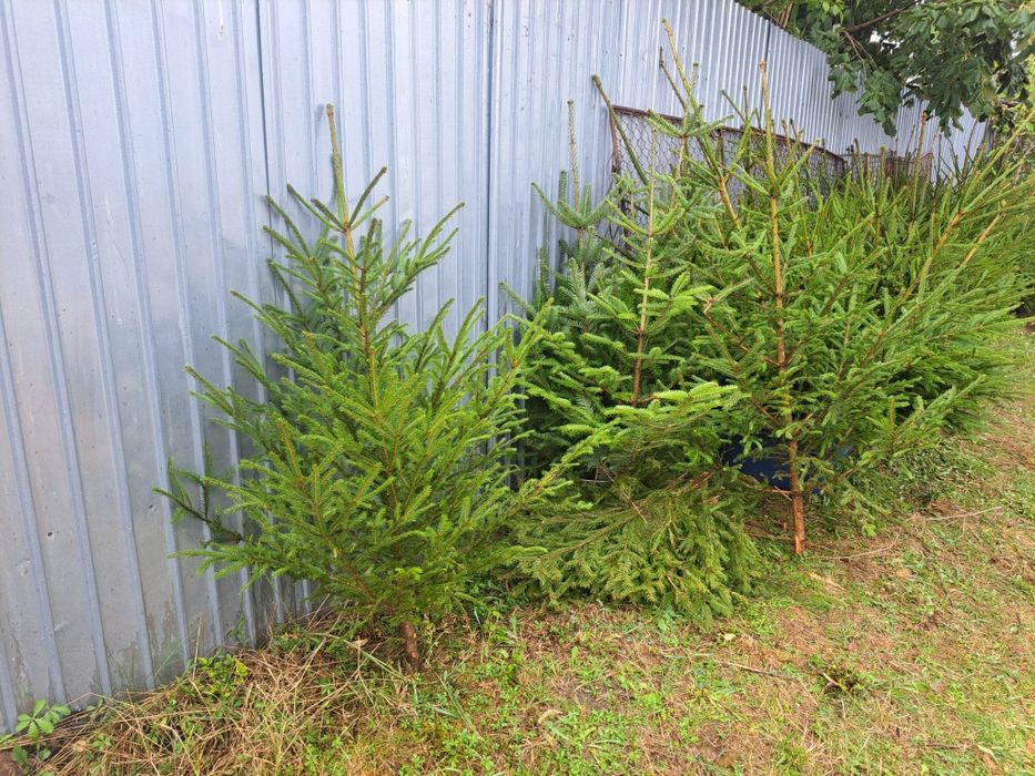 Vând brazi pentru evenimente