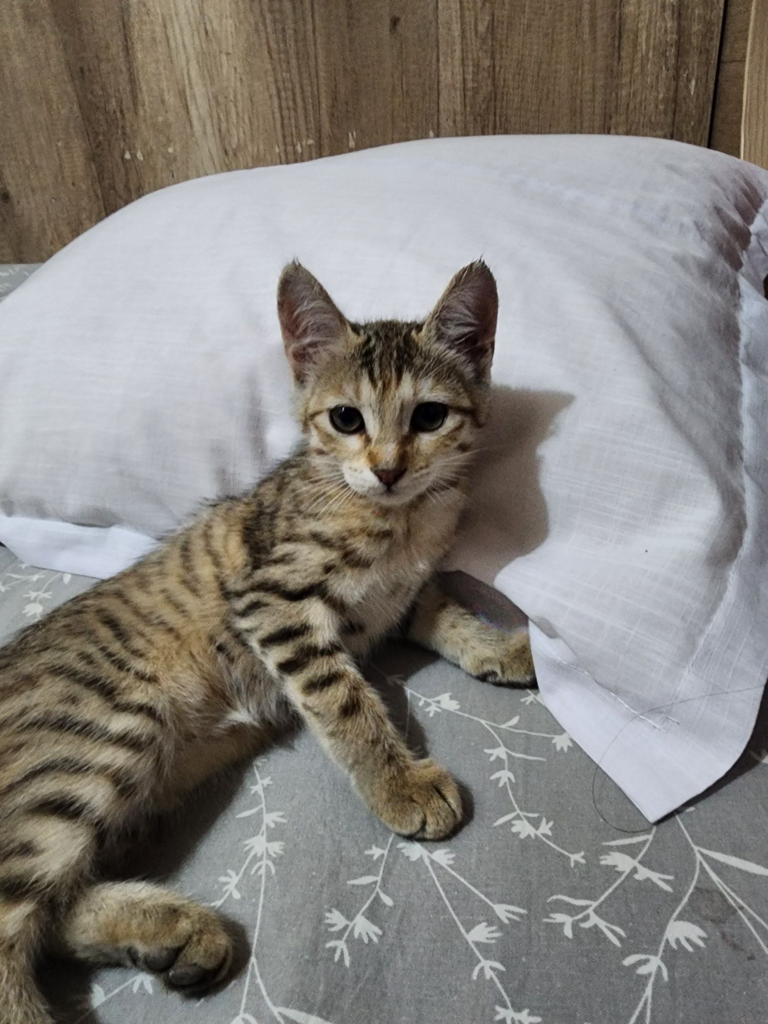 Отдам даром котята