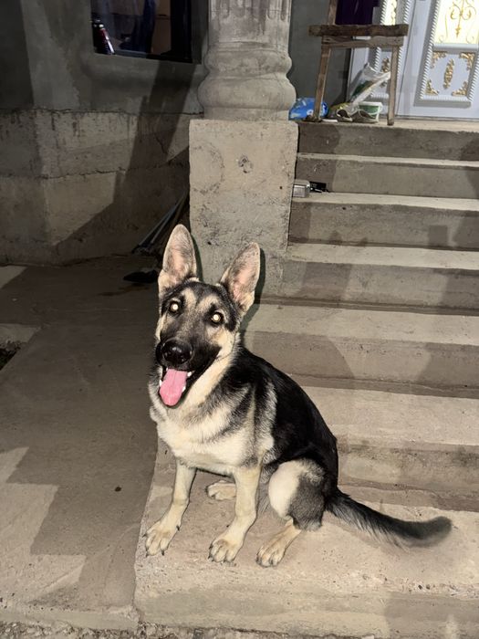 Продам чистокровный ВЕО