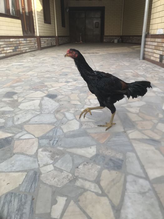 Dakan Jo’ja xo’roz