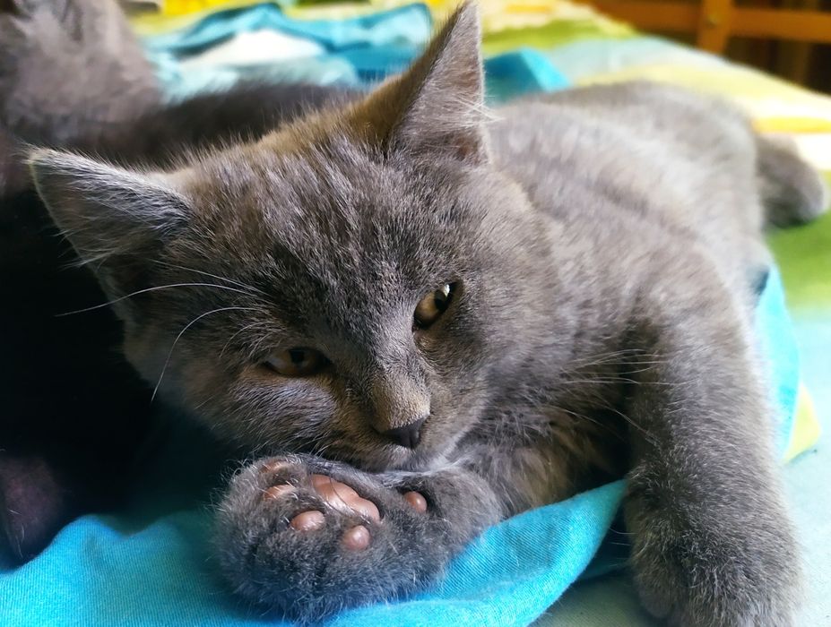 Отдам в добрые руки, бесплатно.