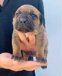 Femela cane corso