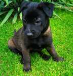 Pui ciobănesc belgian Malinois